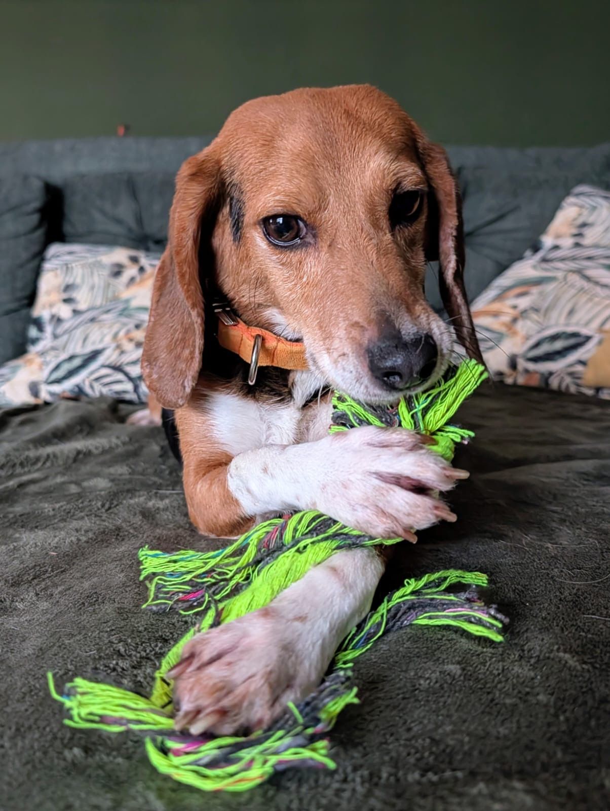 Fritz, Rüde, 2 Jahre