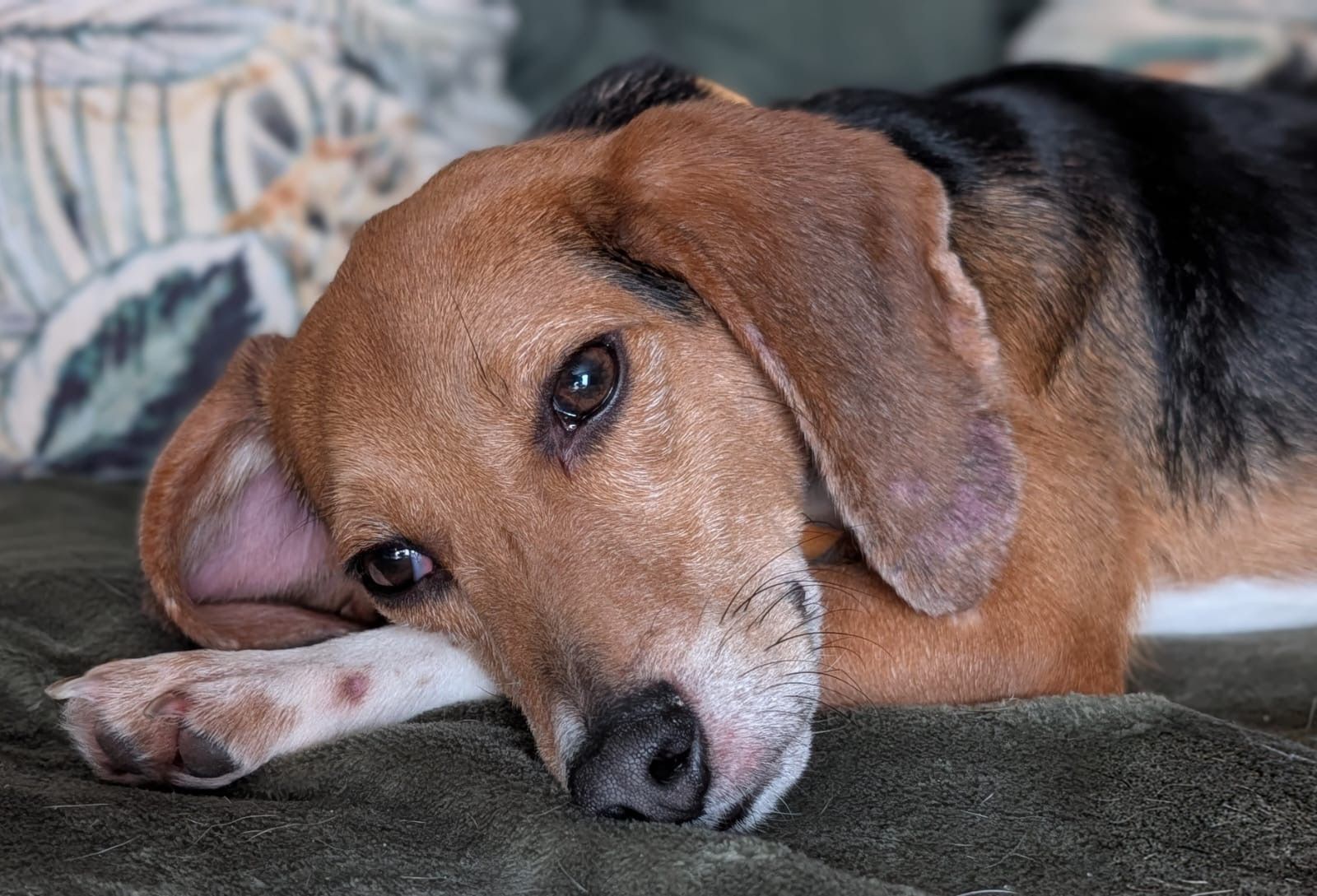 Fritz, Rüde, 2 Jahre