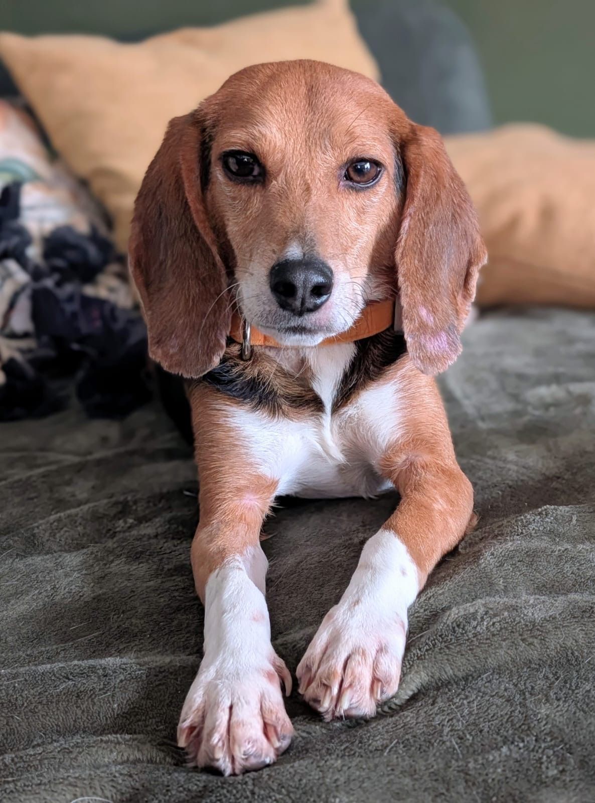 Fritz, Rüde, 2 Jahre