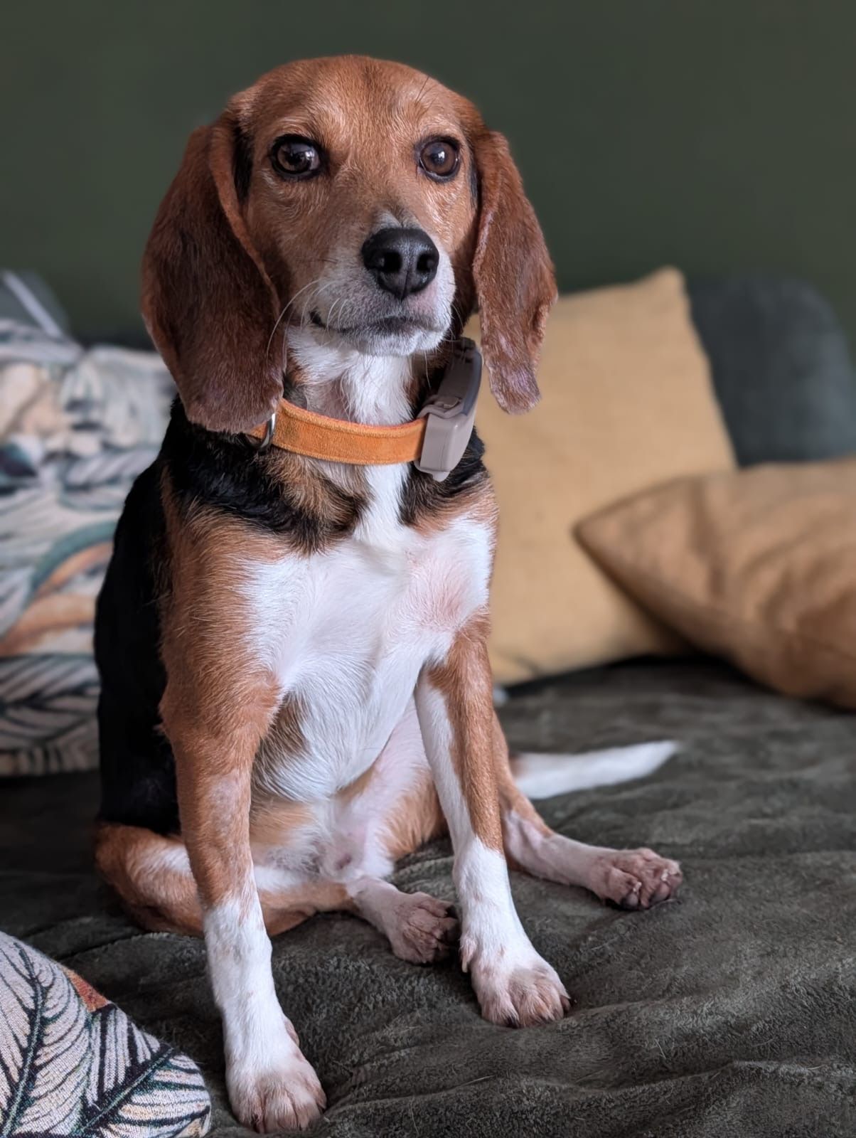 Fritz, Rüde, 2 Jahre