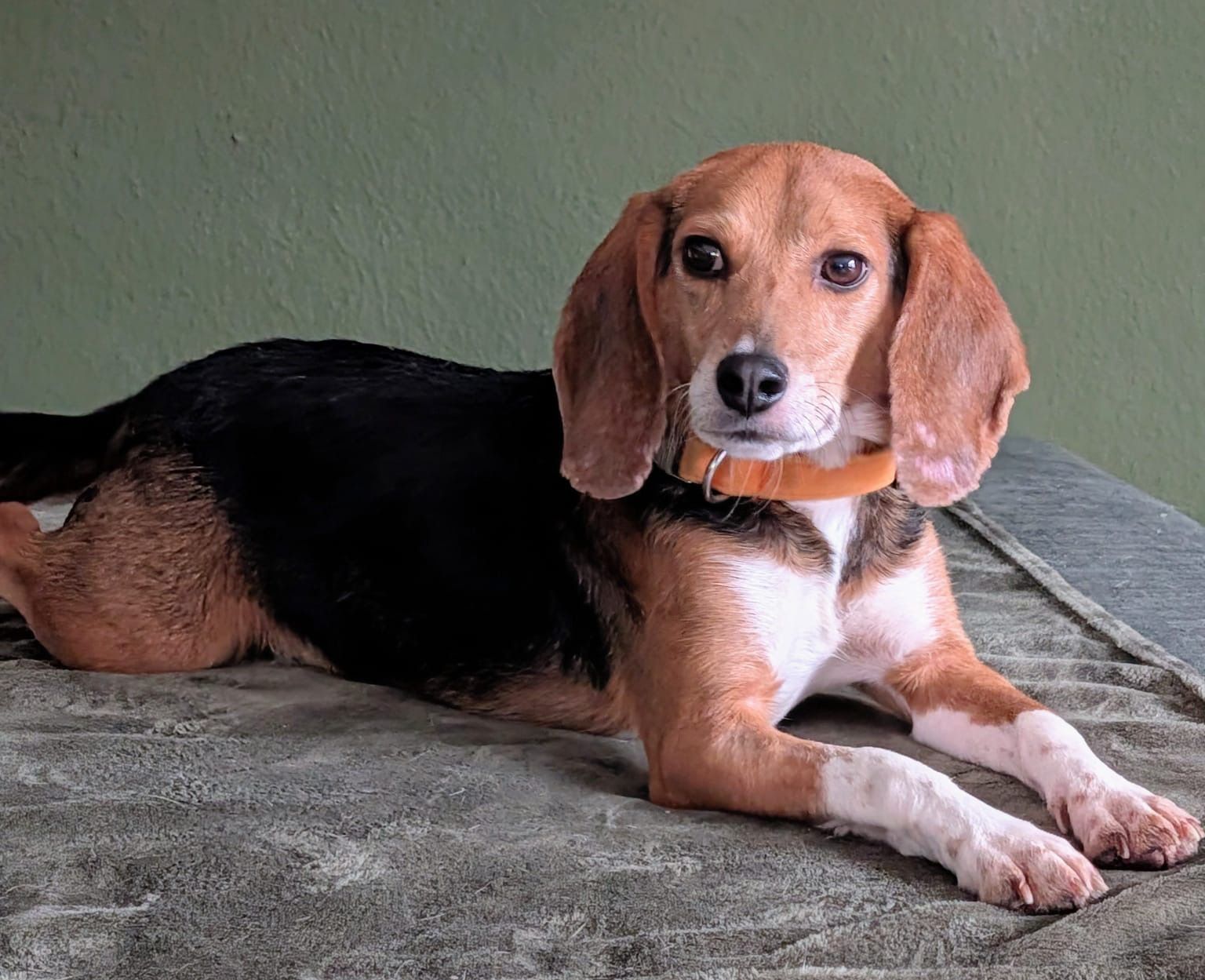 Fritz, Rüde, 2 Jahre