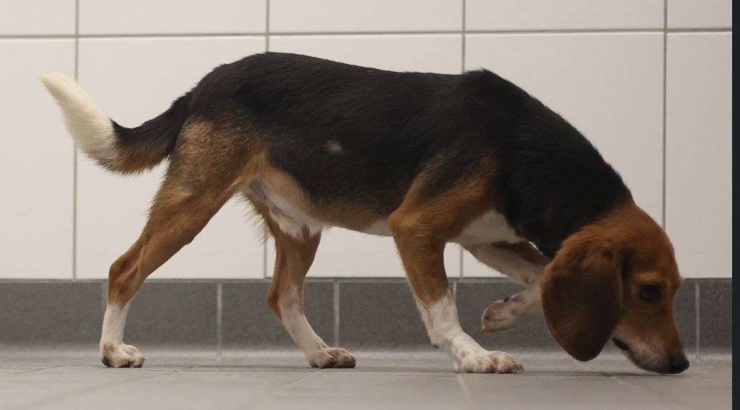 Fritz, Rüde, 2 Jahre