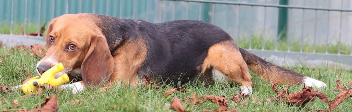 Renan, Rüde, 2 Jahre