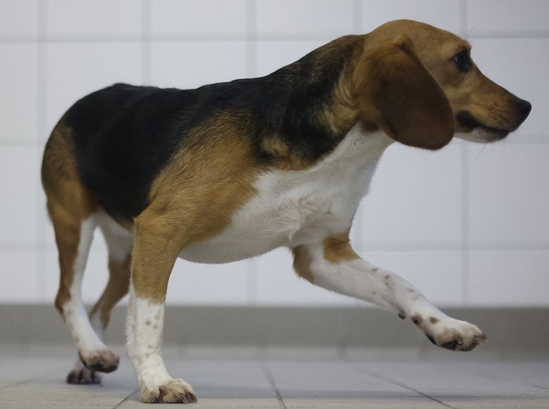 Lucille, Hündin, 2 Jahre