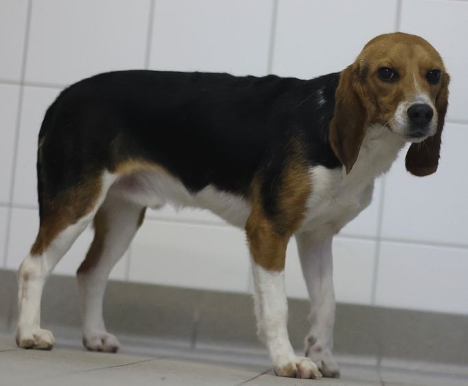 Falco, Rüde, 1 Jahr