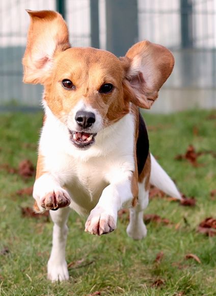 Manga, Hündin, 1 Jahr