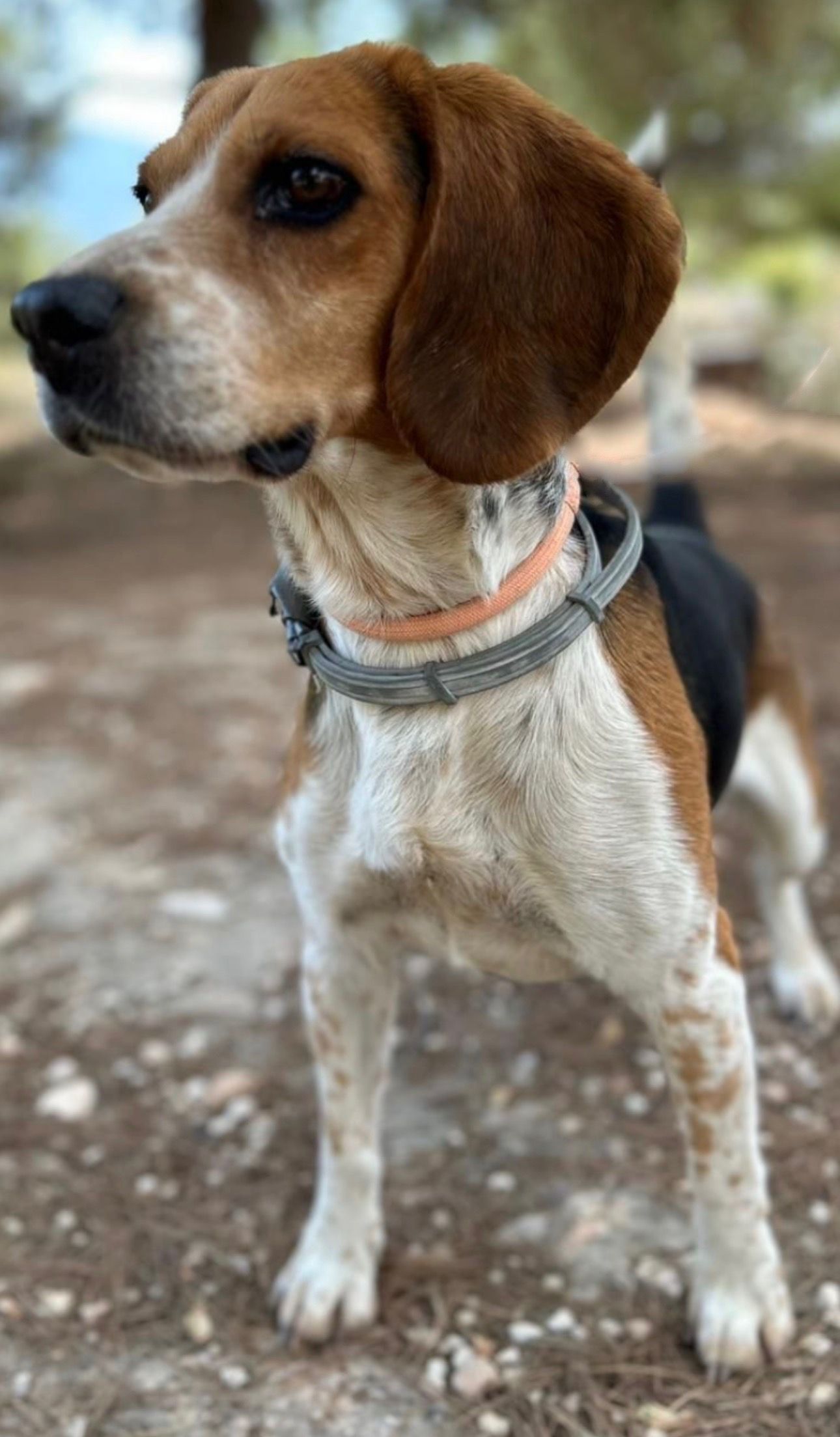 Tessio (ESP), Rüde, 2 Jahre