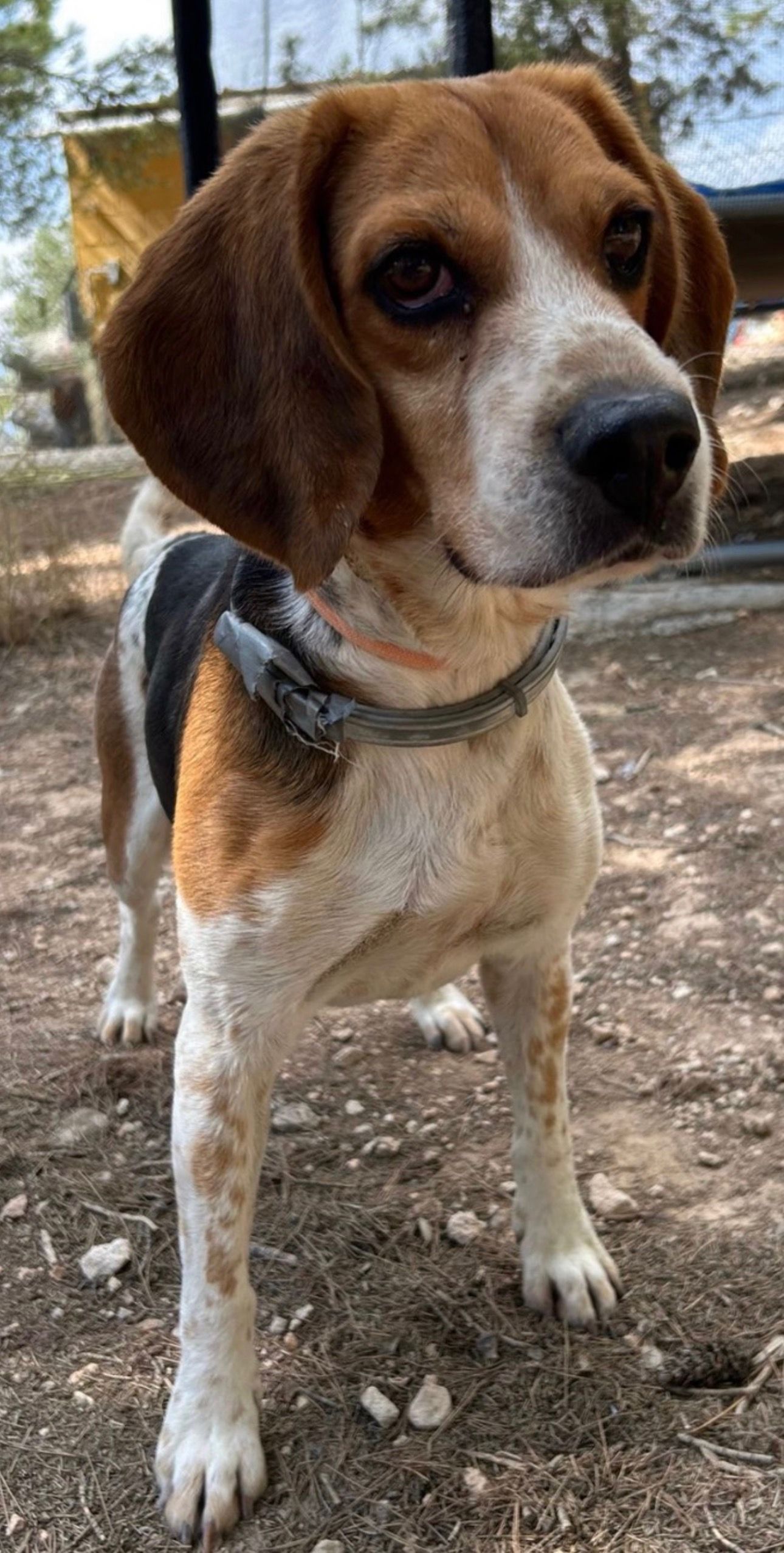 Tessio (ESP), Rüde, 2 Jahre