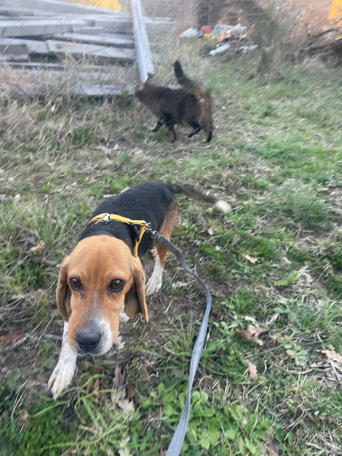 Pallino, Rüde, 1 Jahr