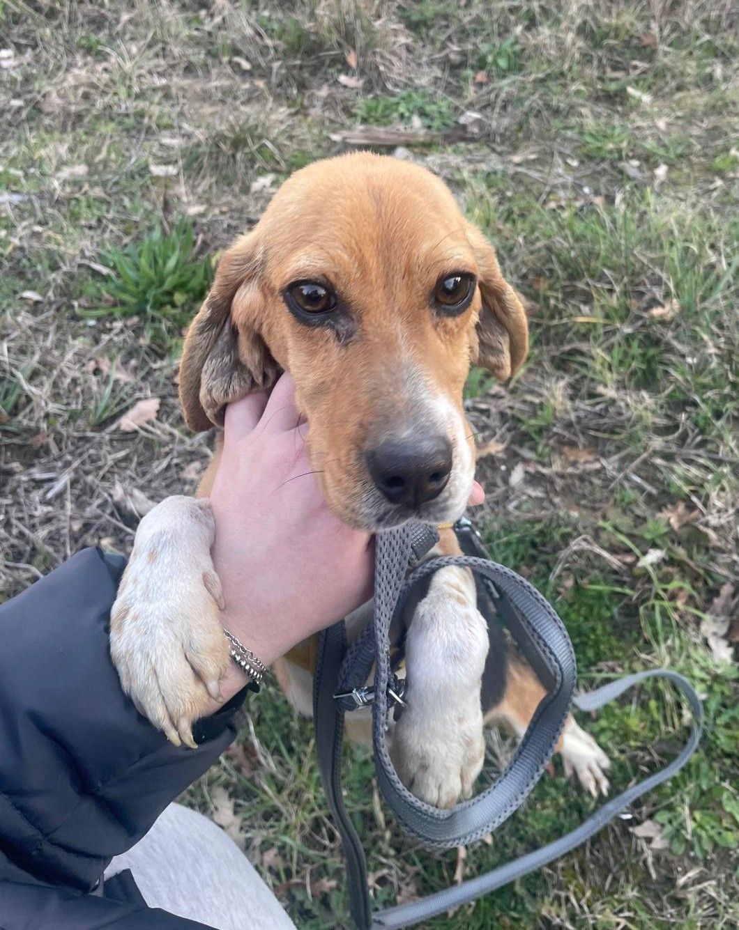 Pallino, Rüde, 1 Jahr