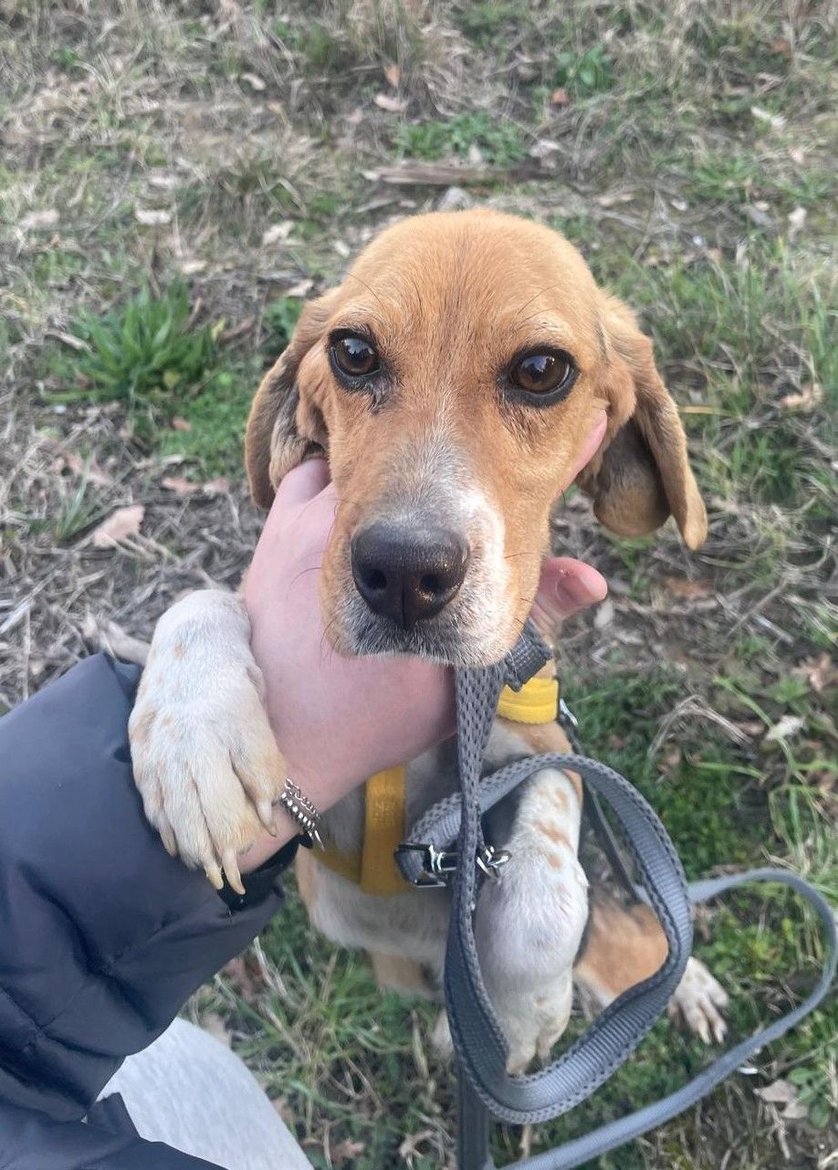Pallino, Rüde, 1 Jahr