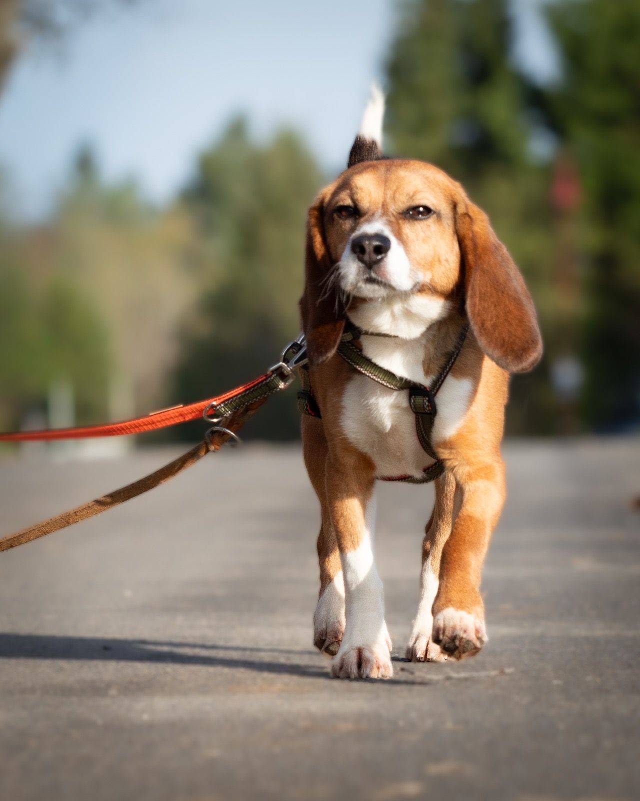 Rudy, Rüde, 2 Jahre
