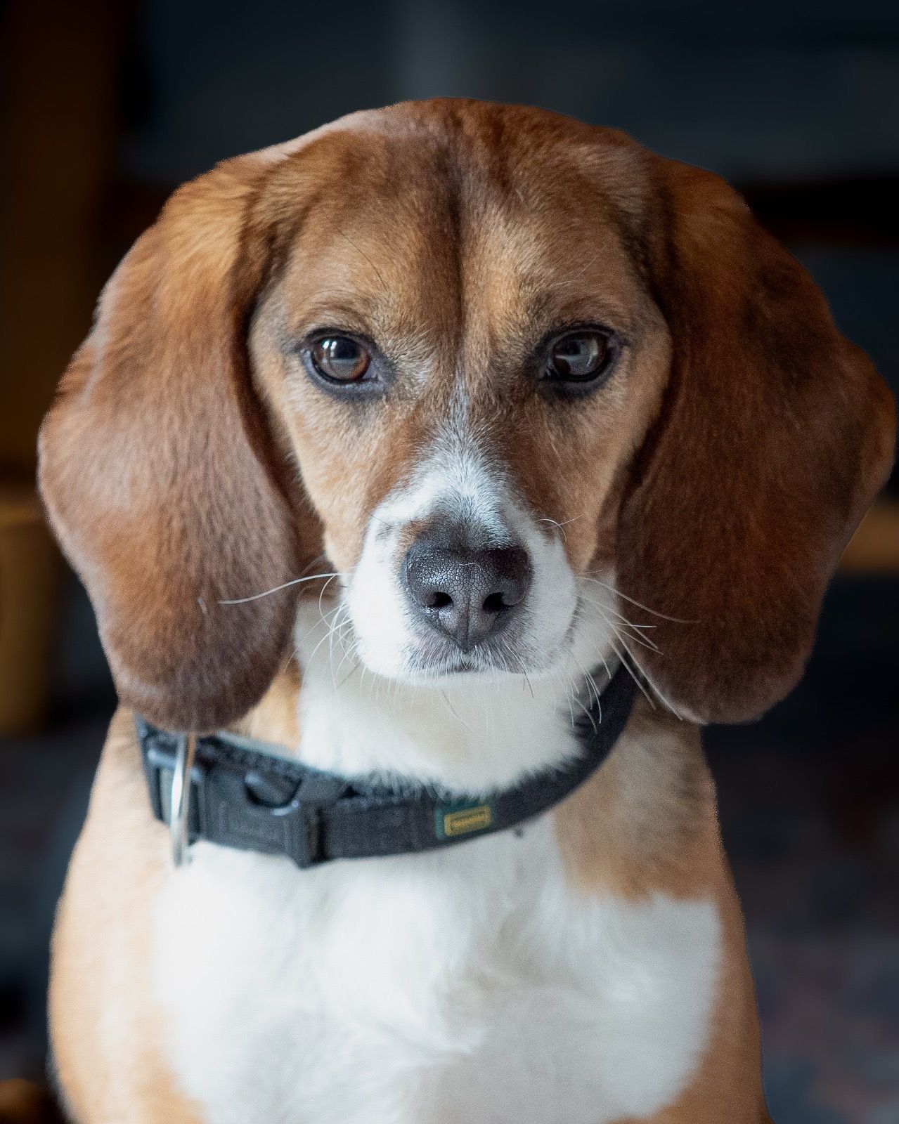 Rudy, Rüde, 2 Jahre