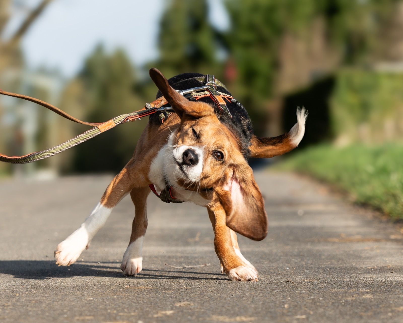 Rudy, Rüde, 2 Jahre