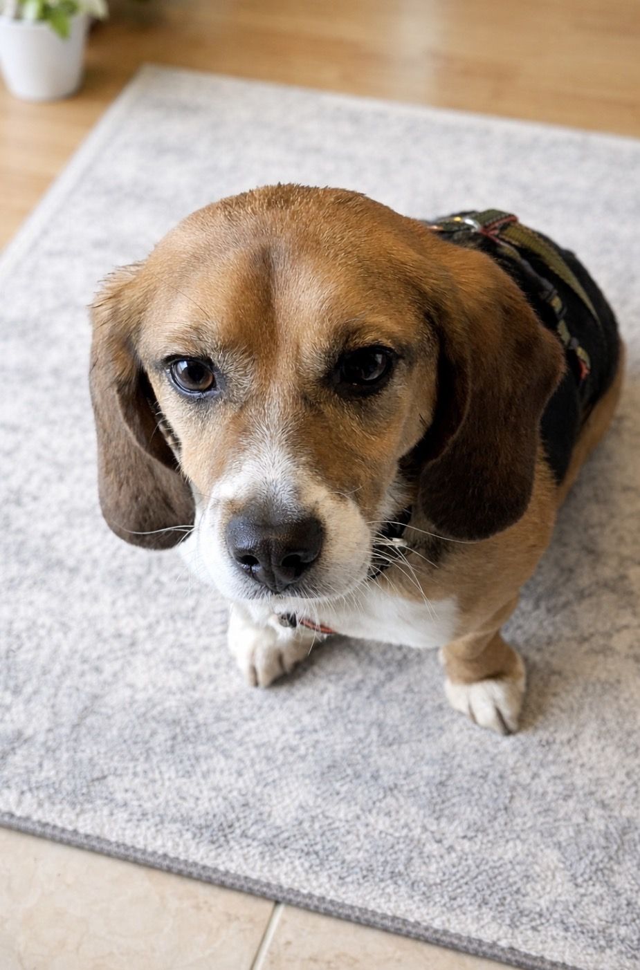 Rudy, Rüde, 2 Jahre