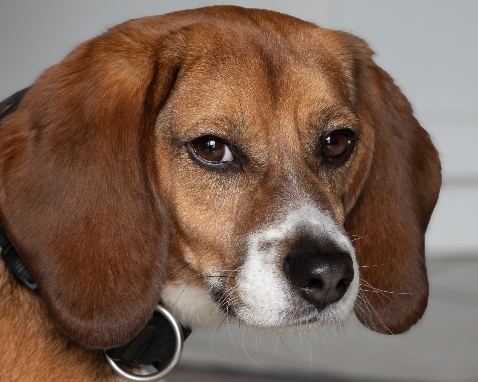 Rudy, Rüde, 2 Jahre