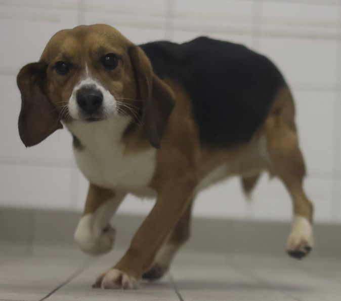 Rudy, Rüde, 2 Jahre