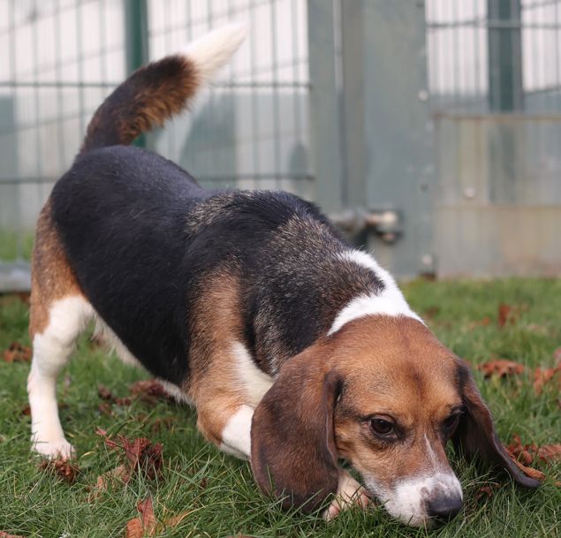 Dozer, Rüde, 2 Jahre