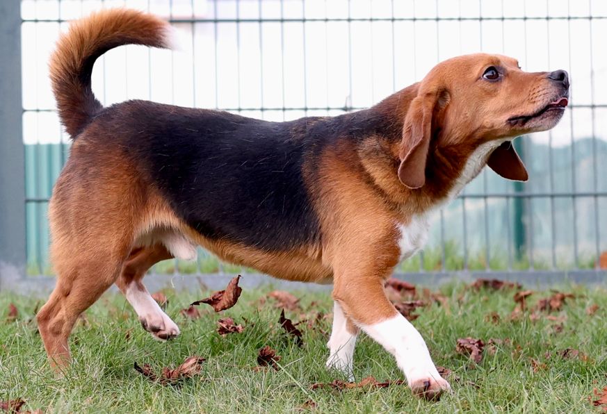 Teddy, Rüde, 2 Jahre