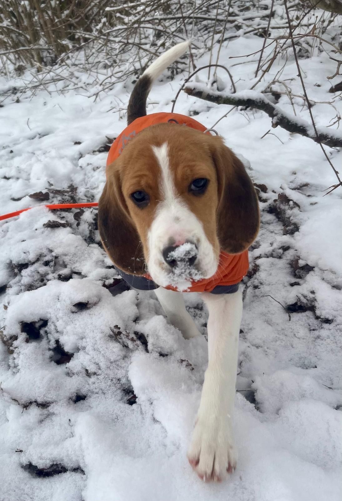 Kati , Hündin, 4 Monate