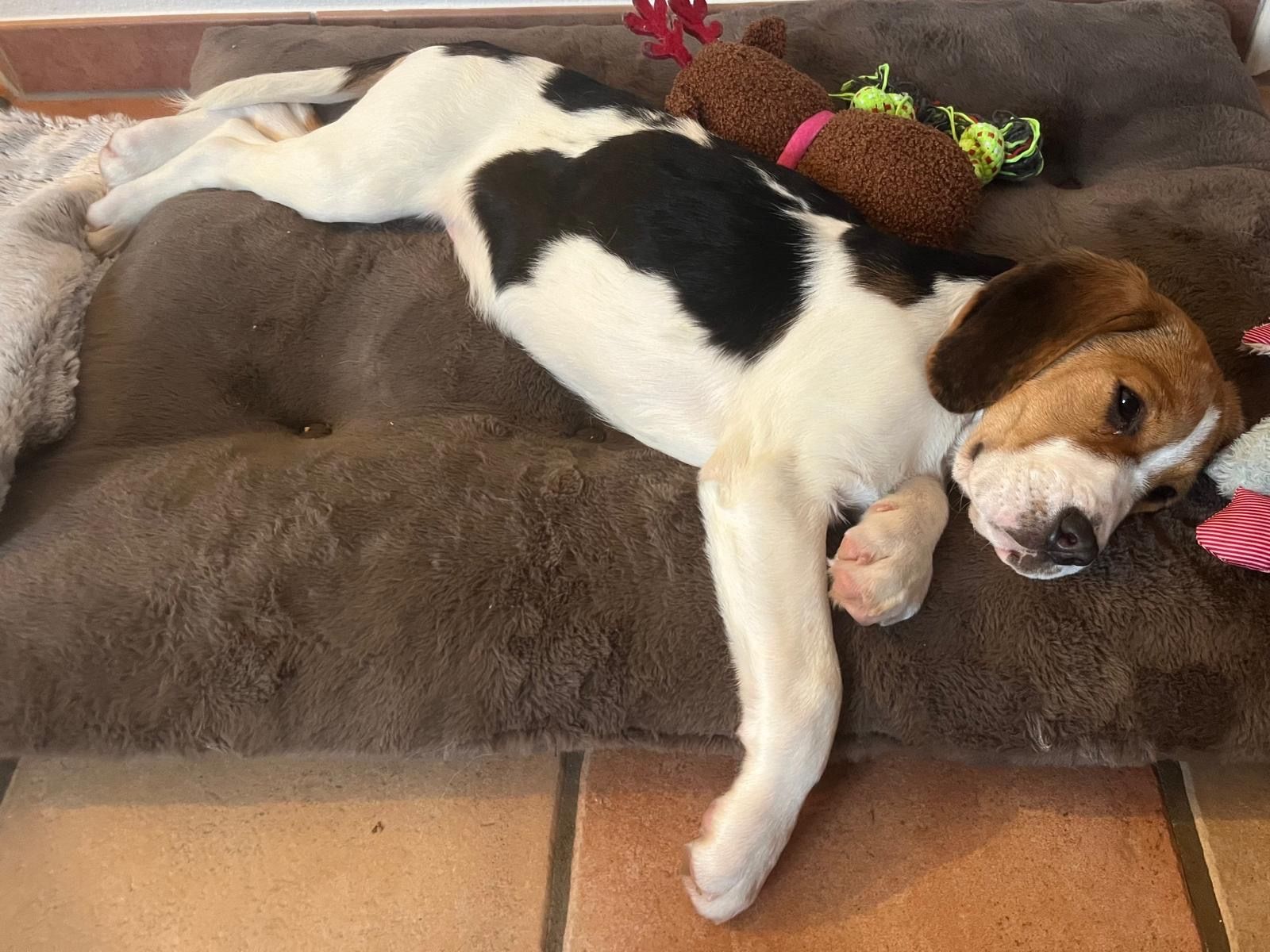 Kati , Hündin, 4 Monate