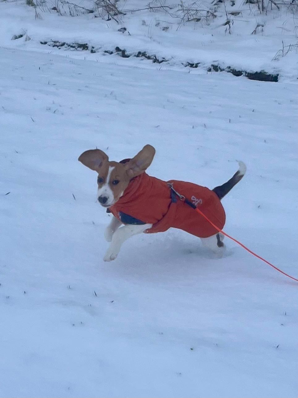 Kati , Hündin, 4 Monate