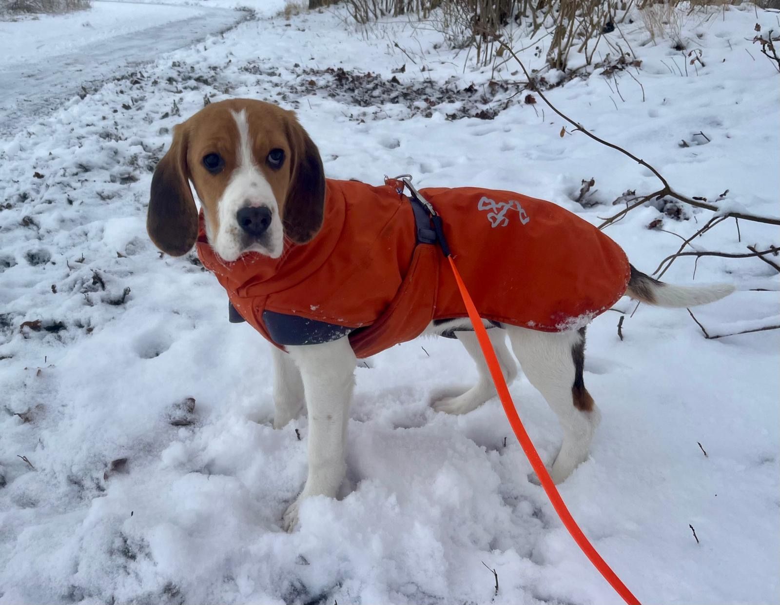 Kati , Hündin, 4 Monate