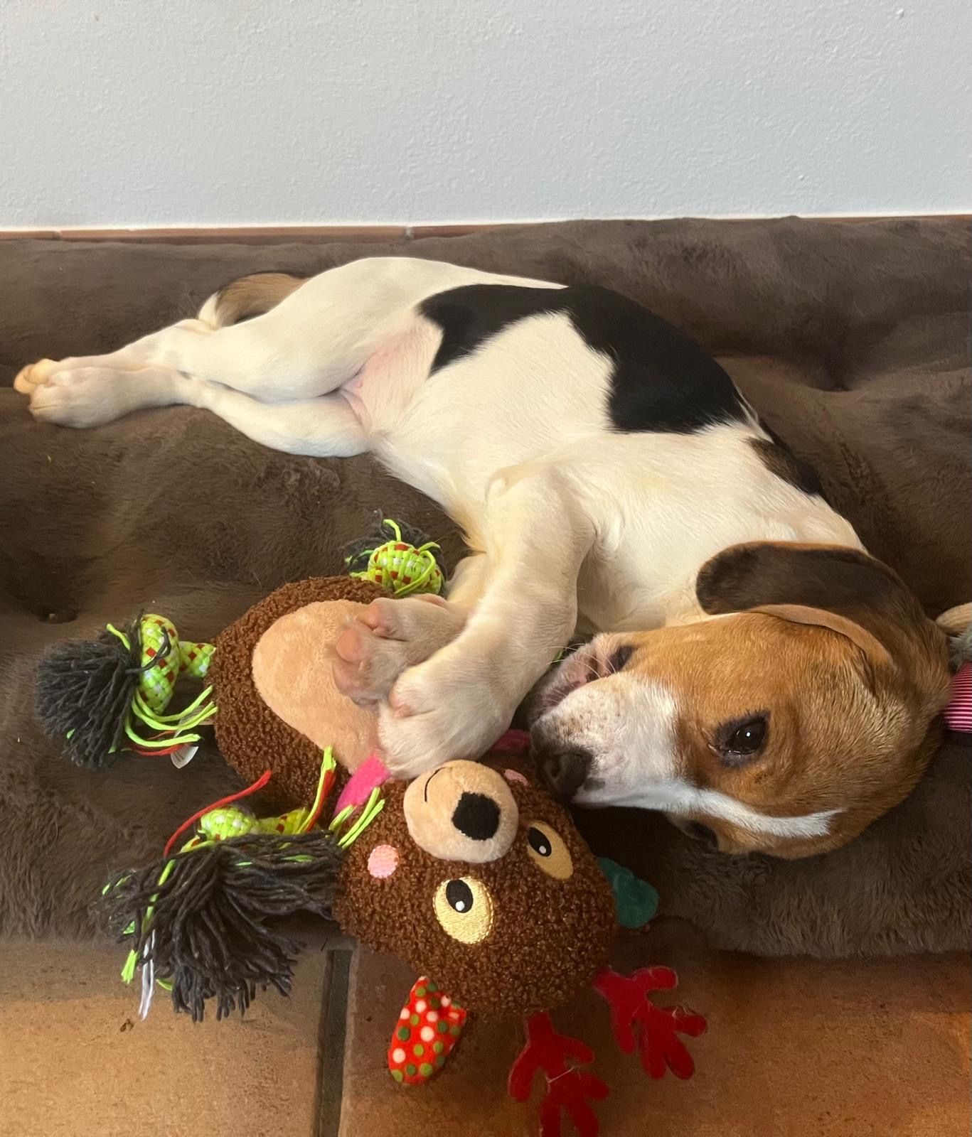 Kati , Hündin, 4 Monate