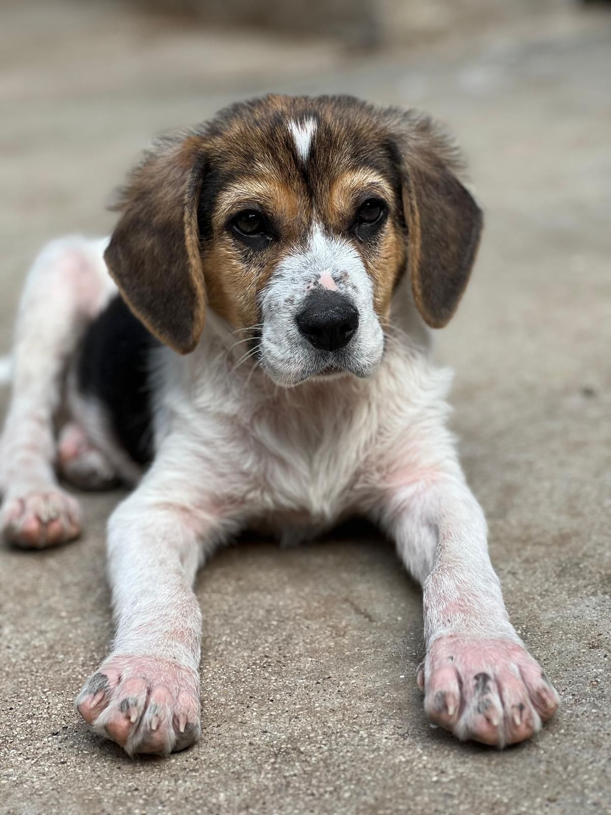 Sokrates, Rüde, 3 Monate