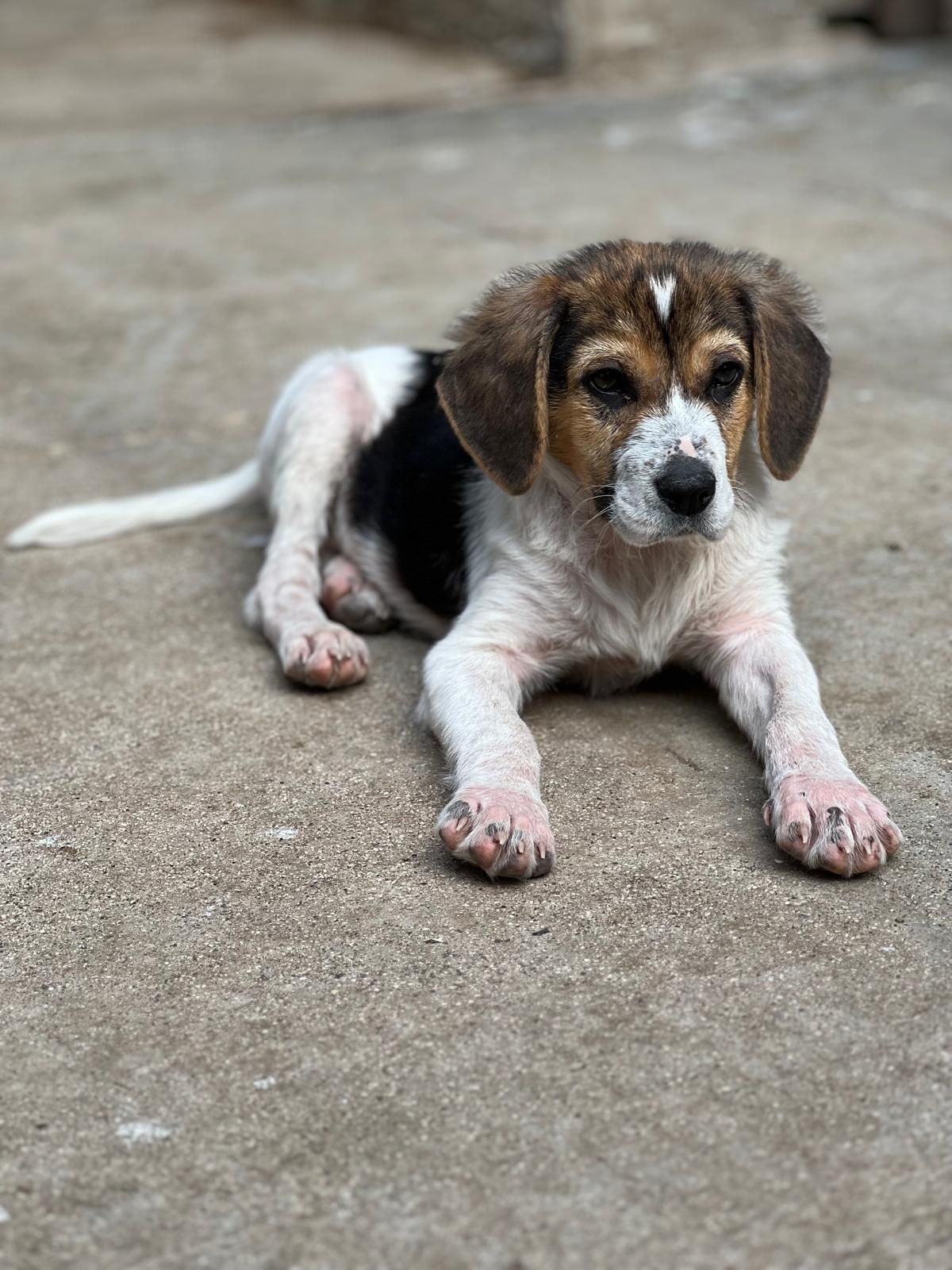 Sokrates, Rüde, 3 Monate