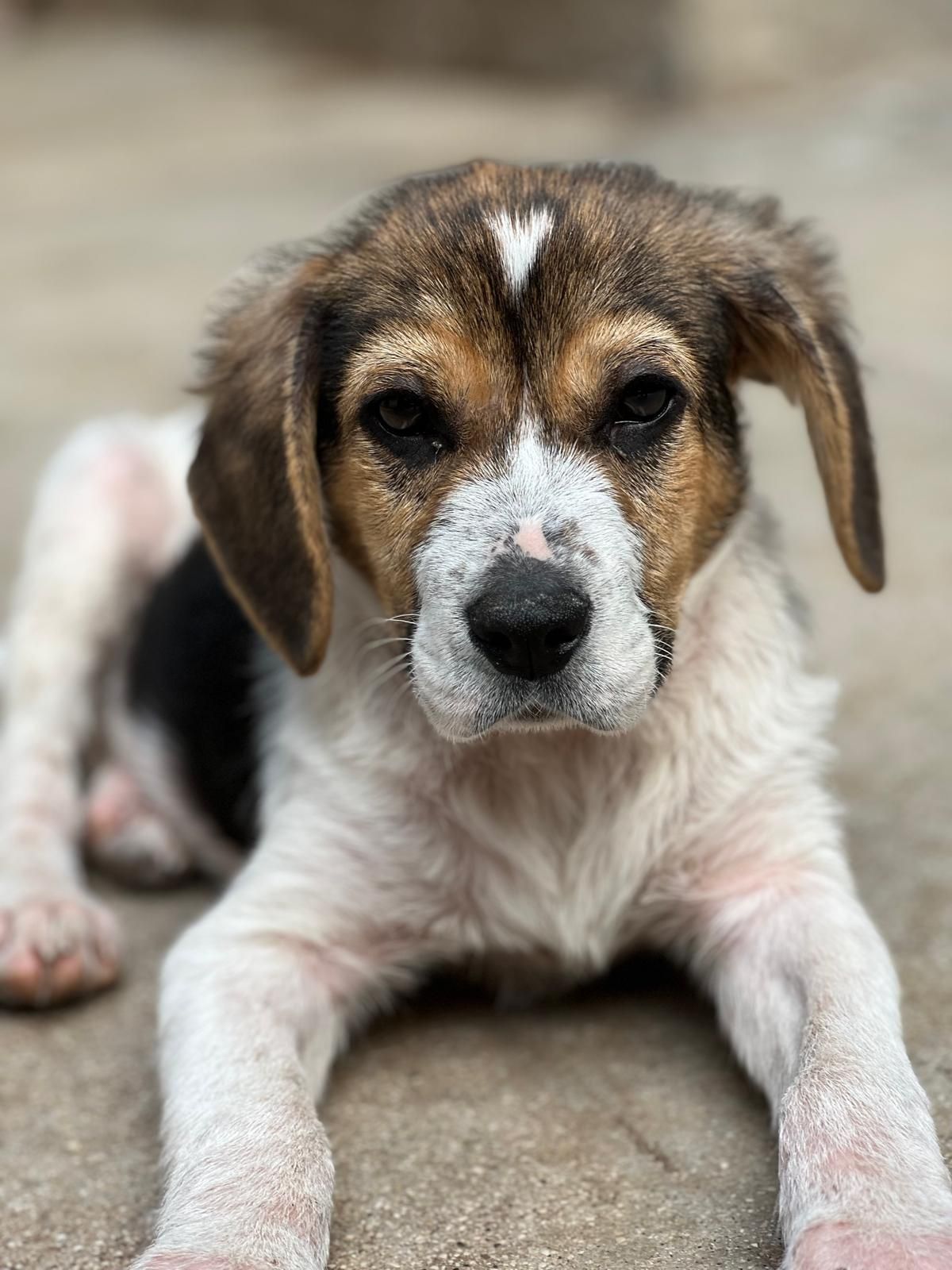 Sokrates, Rüde, 3 Monate