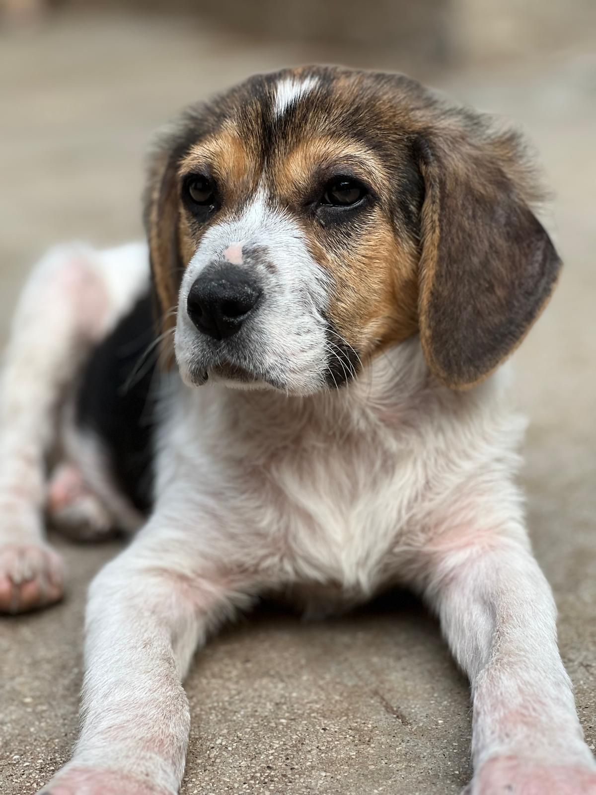 Sokrates, Rüde, 3 Monate