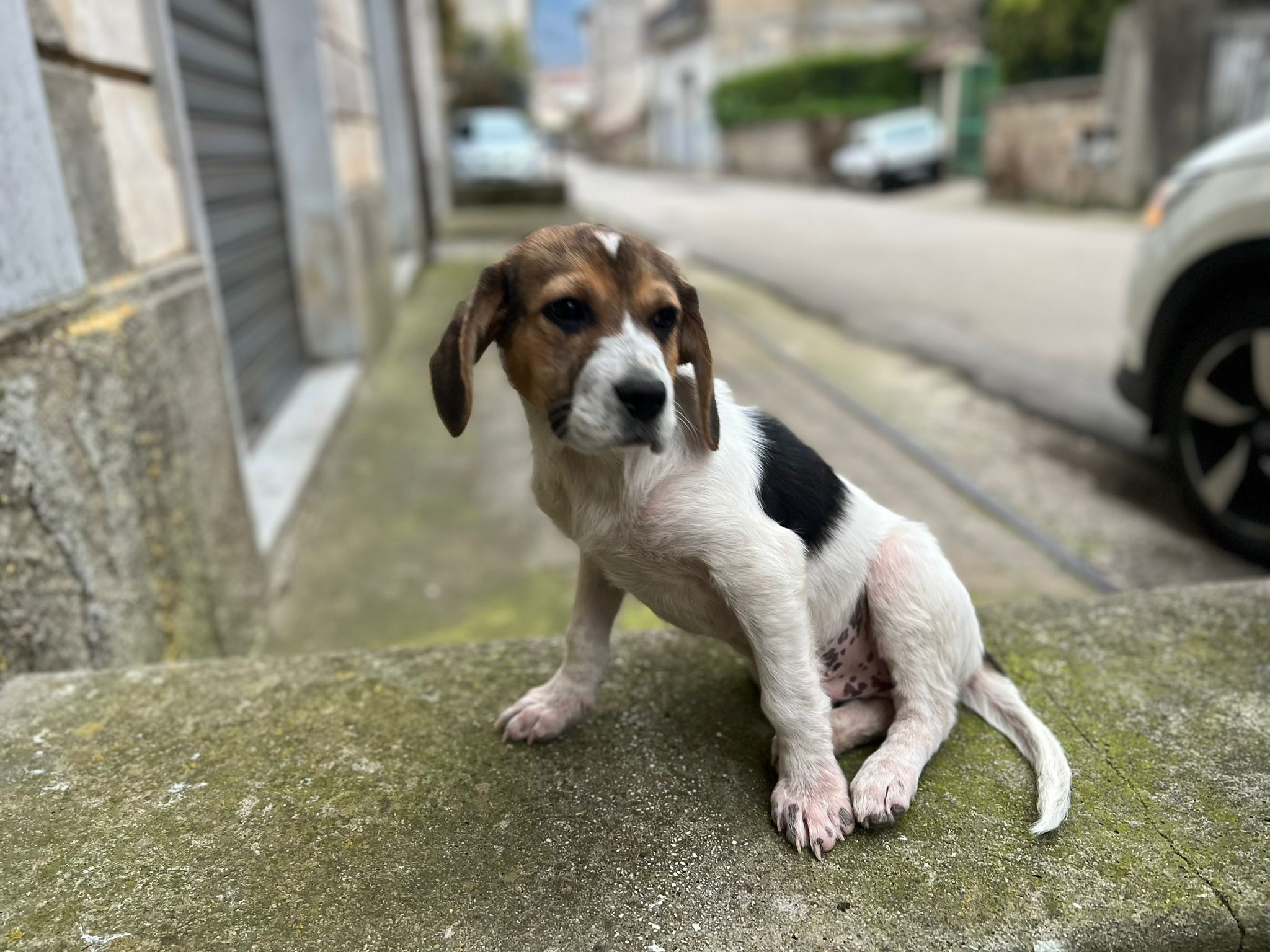 Sokrates, Rüde, 3 Monate