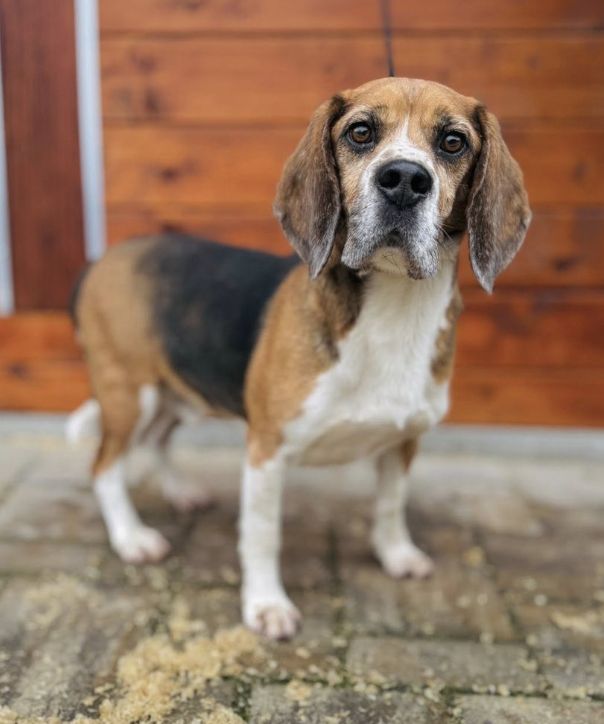 Pawter (SK), Rüde, 6 Jahre