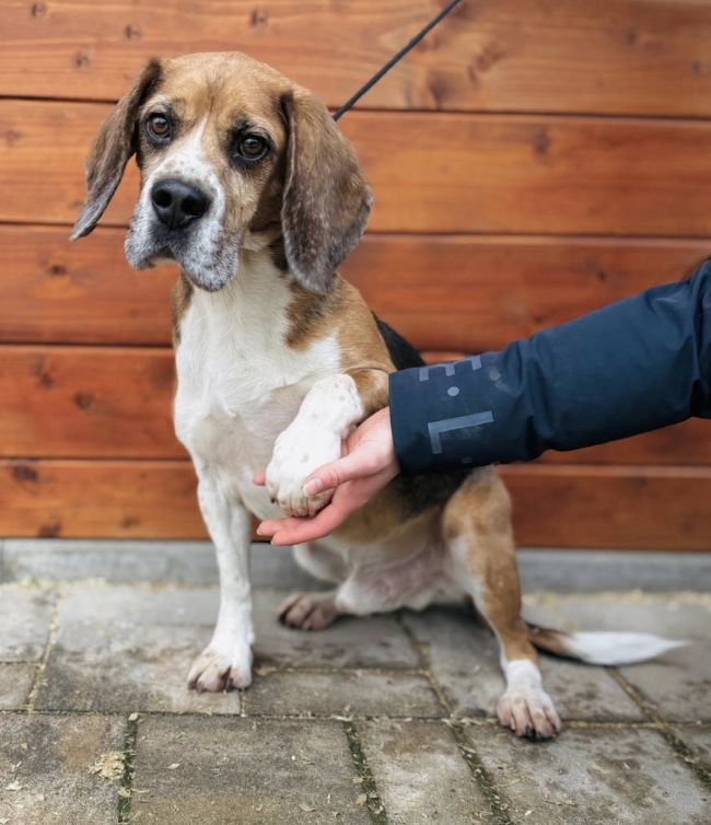 Pawter (SK), Rüde, 6 Jahre