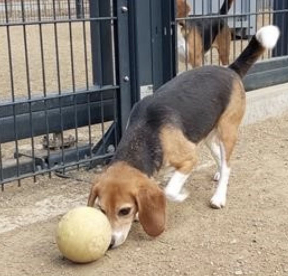Little John, Rüde, 2 Jahre