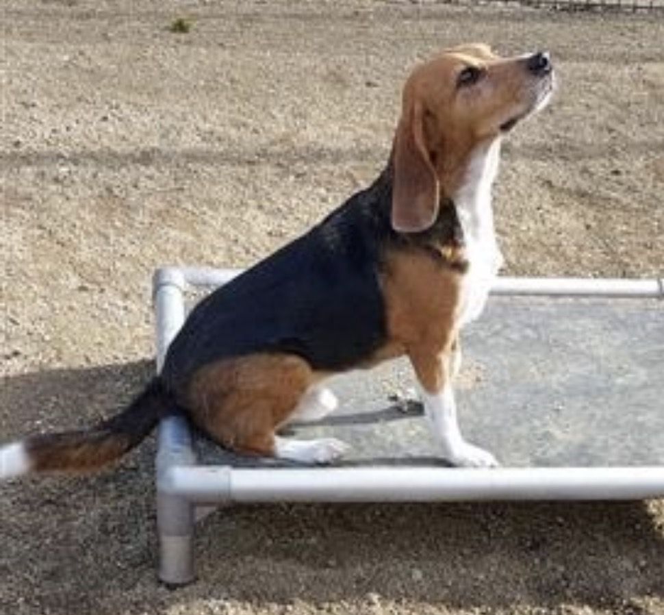 Robin Hood, Rüde, 2 Jahre