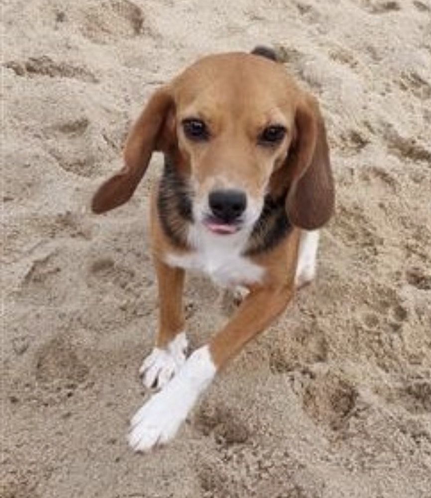 Summer , Hündin, 2 Jahre