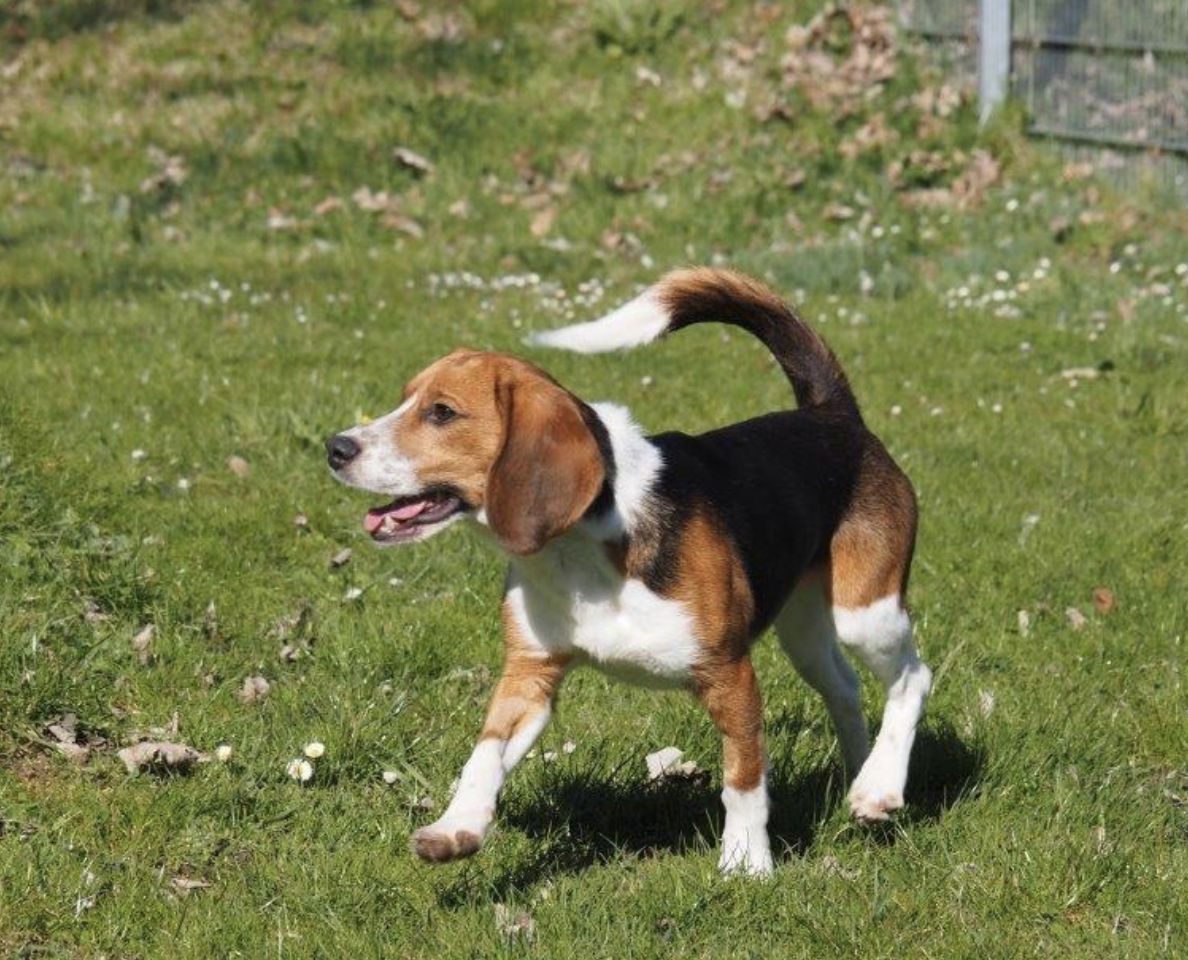 Björn, Rüde, 1 Jahr