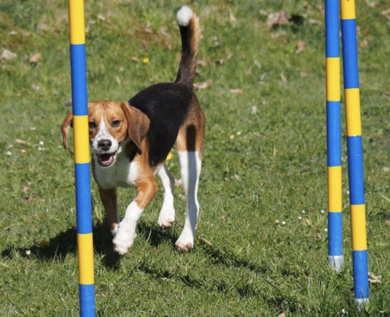 Björn, Rüde, 1 Jahr