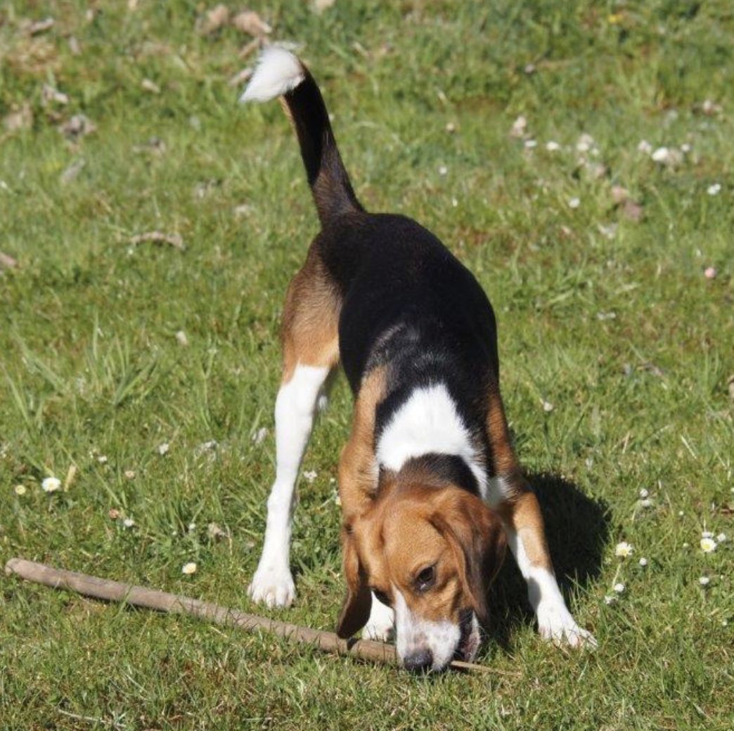 Björn, Rüde, 1 Jahr