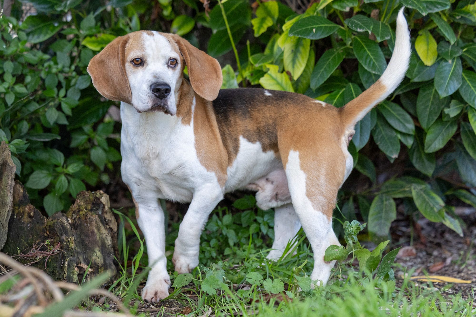 Sam, Rüde, 6 Jahre