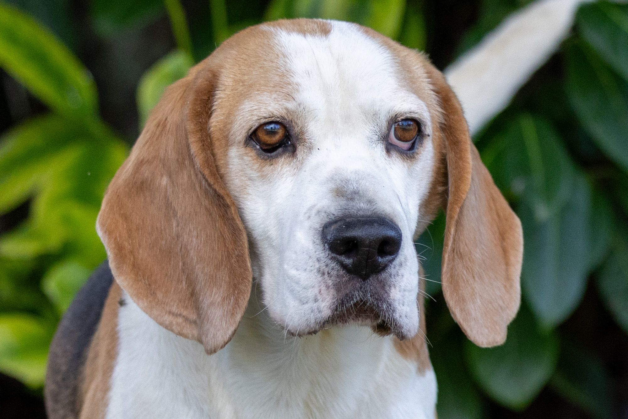 Sam, Rüde, 6 Jahre