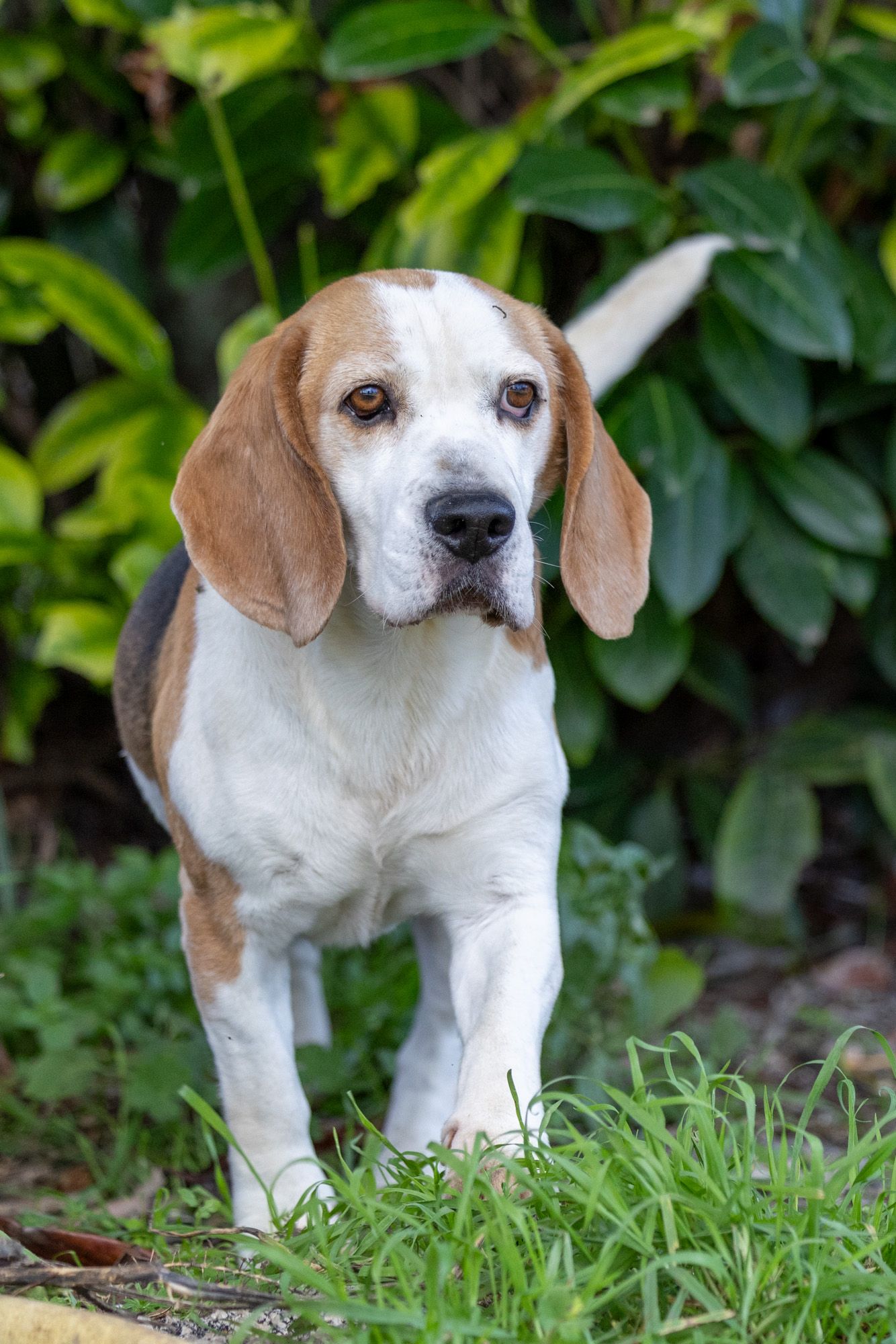 Sam, Rüde, 6 Jahre