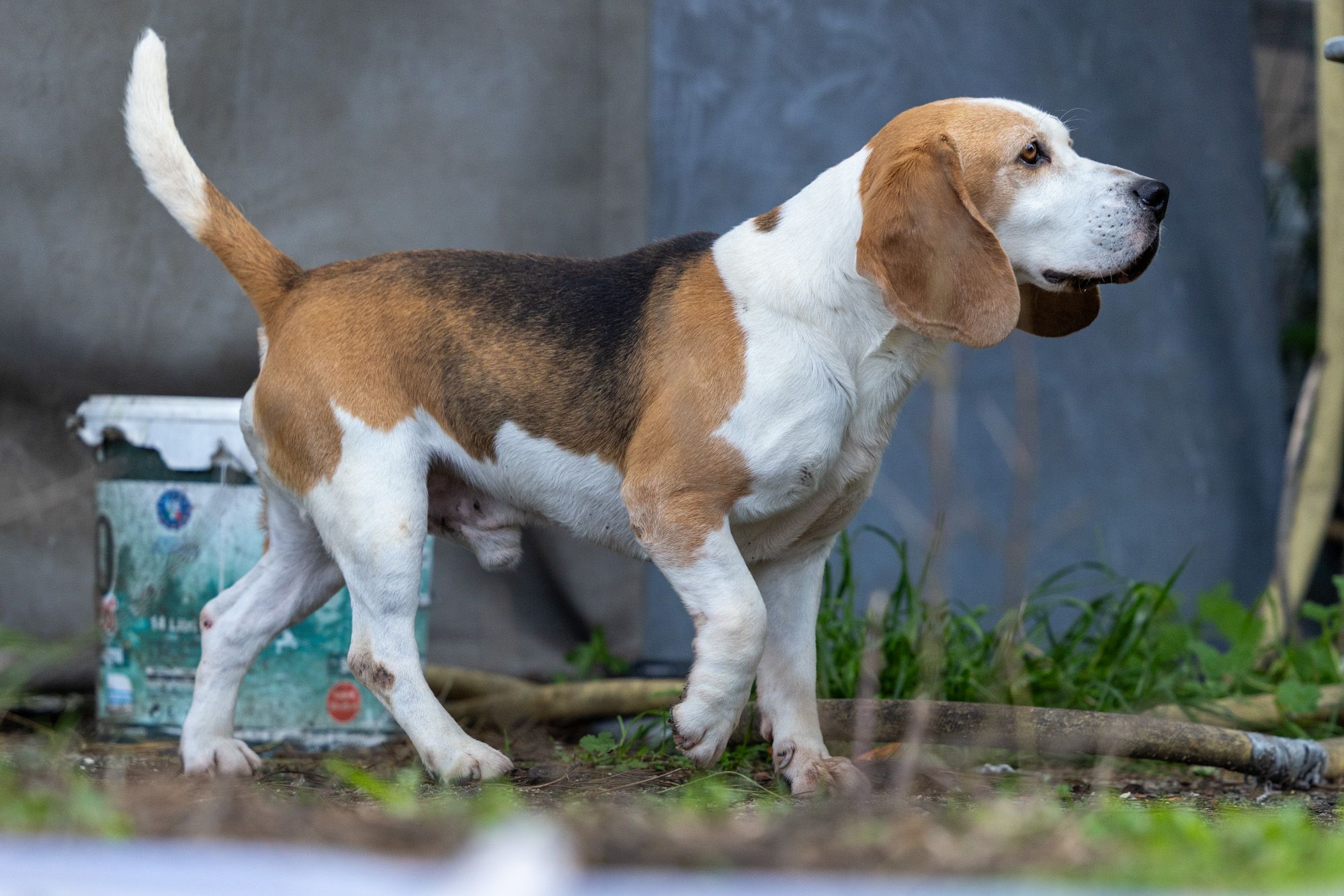 Sam, Rüde, 6 Jahre