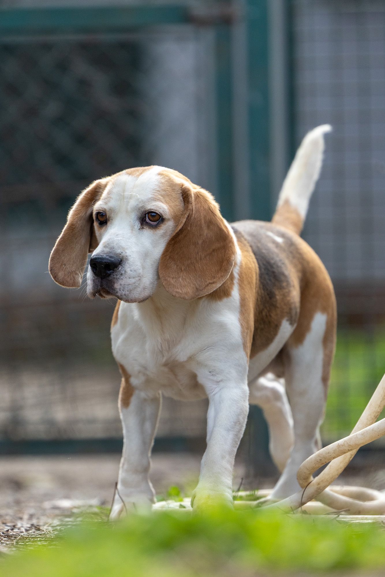 Sam, Rüde, 6 Jahre