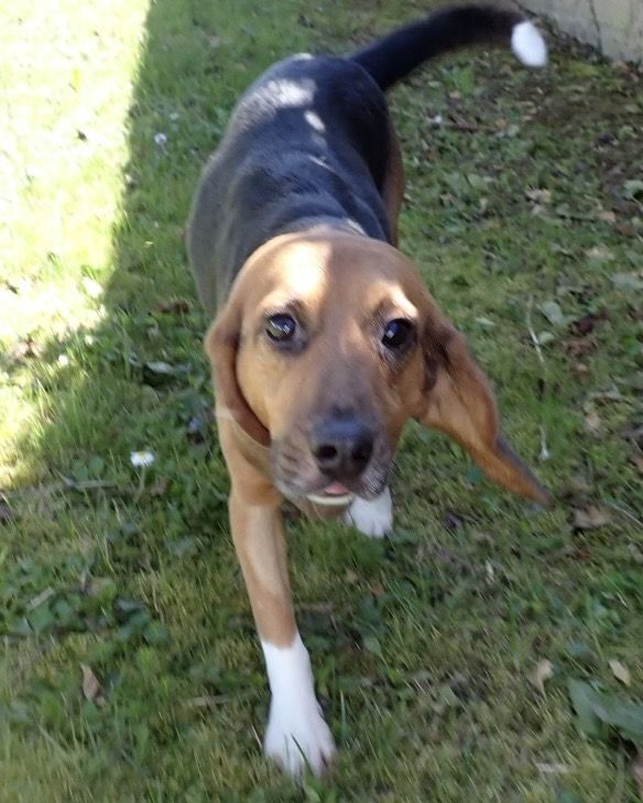 Butch, Rüde, 2 Jahre