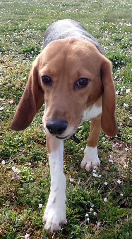 Chester , Rüde, 2 Jahre