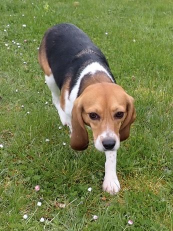 Coco, Hündin, 2 Jahre