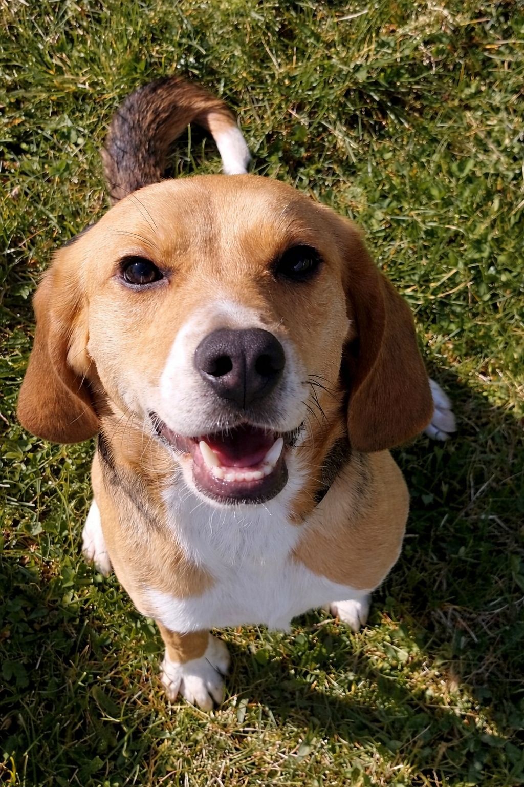 Ivory, Hündin, 2 Jahre